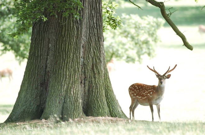 Image of sika stag in velvet
